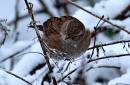 Dunnock2.jpg