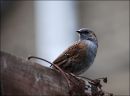 Dunnock21.jpg