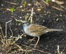 Dunnock3.jpg
