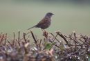 Dunnock_Prunella_Modularis_20-12-2018_1.jpg