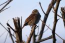 Dunnock_Prunella_Modularis_26-2-2020_10.jpg