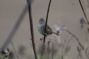 Dunnock_Prunella_modularis_.jpg