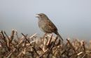 Dunnock_Prunella_modularis_22-2-2019.jpg