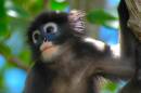 Dusky_Langur_3_.JPG