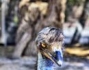 EMU_2017_RS_0001A.jpg