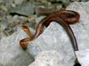 E_coachwhip_WPF.jpg