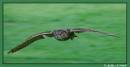 Eagle_Owl.jpg