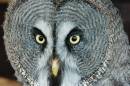 Eagle_Owl_Face_1.jpg