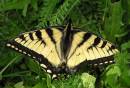 Eastern_Tiger_Swallowtail.jpg