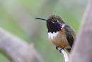 Egret-_Kingfisher_and_Ani_Jan_07_0253.jpg