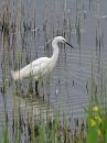 Egret-at-Conwy-RSPB-Reserve.jpg