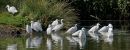 Egret-col.jpg