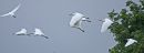 Egret-fly-by.jpg
