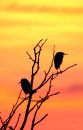 Egret-in-sunset2.jpg