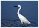 Egret2.jpg
