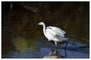 Egret3.jpg