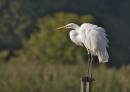 Egret_2.jpg