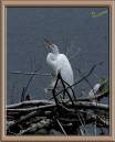 Egret_3.jpg