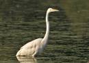 Egret_31.jpg