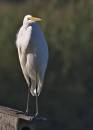 Egret_4.jpg