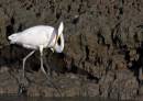 Egret_BR.jpg