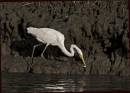 Egret_BR_3.jpg