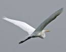 Egret_Flight.jpg