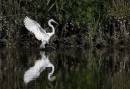 Egret_HR_2.jpg