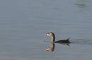 Egret_and_Water_Bird_mission_0433.jpg