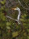 Egret_and_Water_Bird_mission_1083.jpg