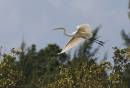 Egret_and_Water_Bird_mission_3003.jpg