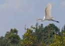 Egret_and_Water_Bird_mission_3013.jpg