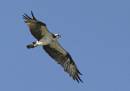 Egrets-_GBH-_and_Osprey_Jan_07_0253.jpg