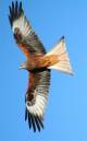 Elan_Valley_127_edited-copy.jpg