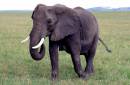 Elephant_Matriarch_Kenya.jpg
