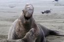 Elephant_Seal_Chorus_JRH9171.jpg