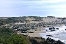 Elephant_Seals_on_beach_JRH8536.jpg