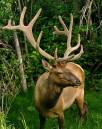 Elk_7-pt_D700_6755_11x14_a.jpg