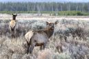 Elk_Grazing_JRE8660.jpg