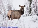 Elk_I_-_GSR-0539.jpg
