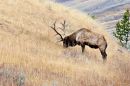 Elk_on_Hillside_JRE8270_web1000.jpg
