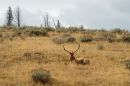 Elk_resting_DSC_9882_web1000sr72.jpg