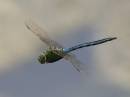 EmDfly-05.jpg
