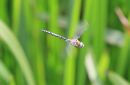 Emperor_Dragonfly_Anax_Imperator_30-8-2018_3.jpg