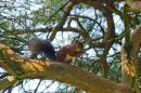 Enjoying_a_nut_on_a_branch.jpg