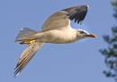 Enlarge-Gull.jpg