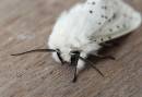 Ermine-1.jpg