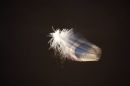 FEATHER12.jpg