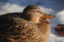 FEMAIL_MALLARD_12.jpg