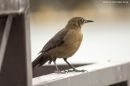 FEMALE_GRACKLE_0002_rs.jpg